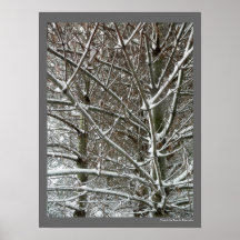 Árvores na Foto de inverno da Neve