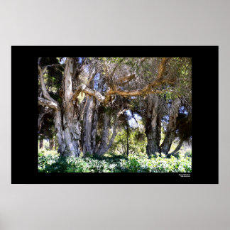 Póster Árvores no Parque Balboa