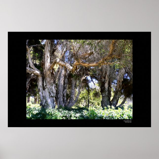 Póster Árvores no Parque Balboa (Frente)