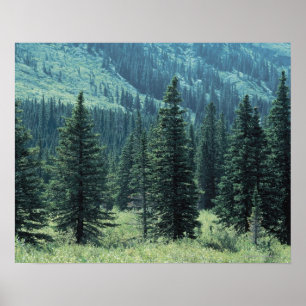 Poster Árvores no parque nacional de geleira, Montana