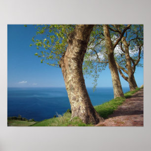 Poster Árvores olhando para o oceano
