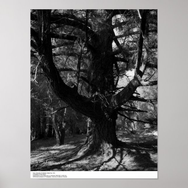 Póster Árvores, Papais noeis Cruz de UC, 1963 (Frente)