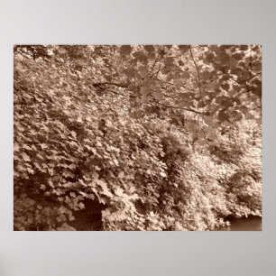 Póster Árvores pelo Canal