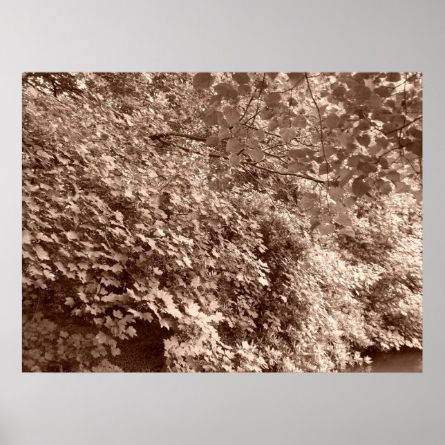 Póster Árvores pelo Canal (Frente)