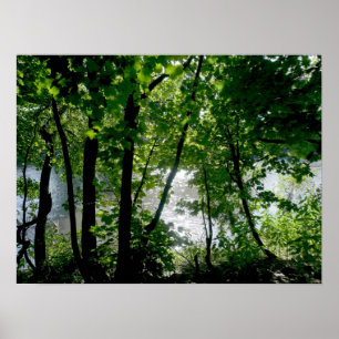 Poster Árvores pelo rio
