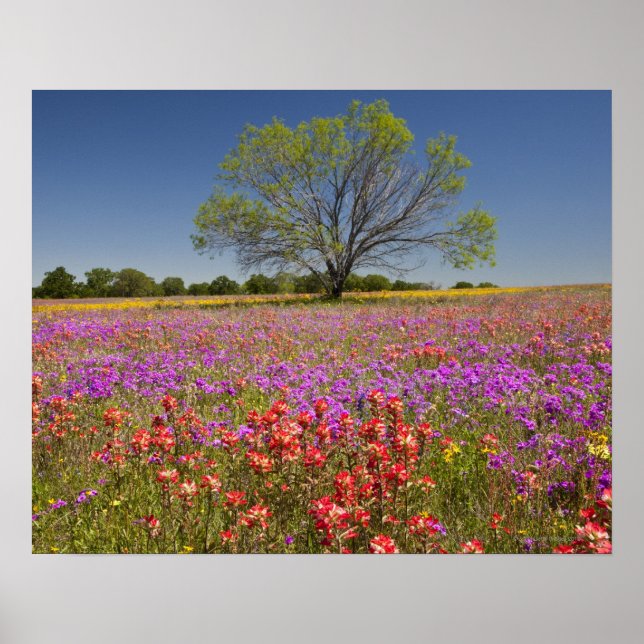Poster Árvores primavera crescem em flores silvestres (Frente)