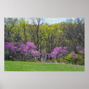 Poster Árvores Redbud da Floresta Shawnee Mission Parks K