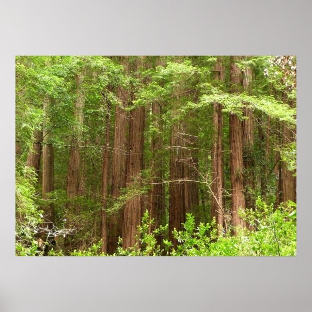 Póster Árvores Redwood no Monumento Nacional Muir Woods (Frente)