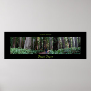 Póster Árvores robustas da sequóia vermelha do bosque