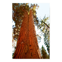 Árvores Sequoia Casal Fiel, Yosemite