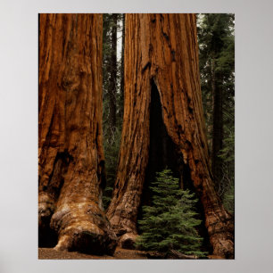 Poster Árvores Sequoias, Parque Nacional Sequoia.