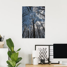 Poster Árvores Tulipa Poplar Céu Azul Nublado
