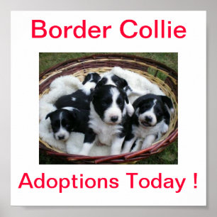 Poster As adopções do cão de border collie assinam hoj