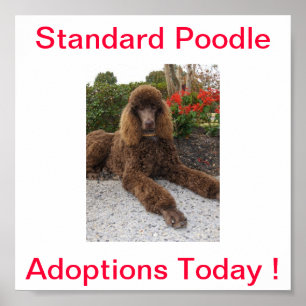 Poster As adopções do cão de caniche padrão assinam h