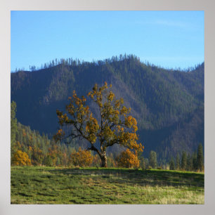 Poster As árvores me chamam.....