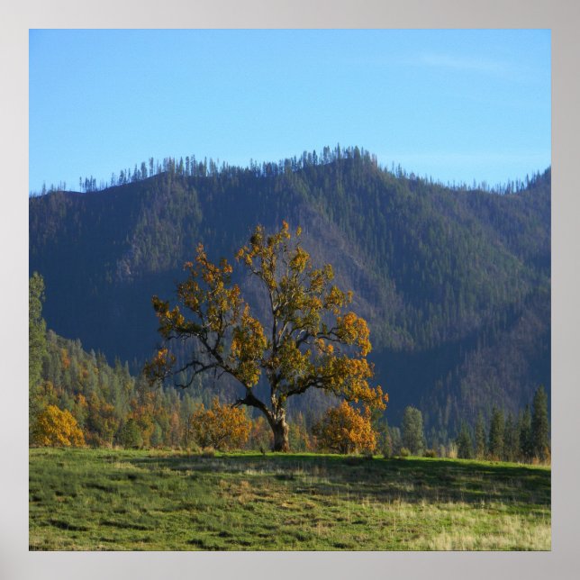 Poster As árvores me chamam..... (Frente)