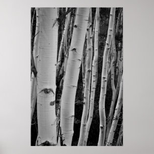 Poster As Árvores Têm Olhos