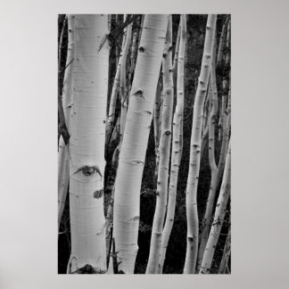 Poster As Árvores Têm Olhos