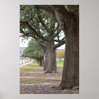 Poster As Árvores Texas A&M
