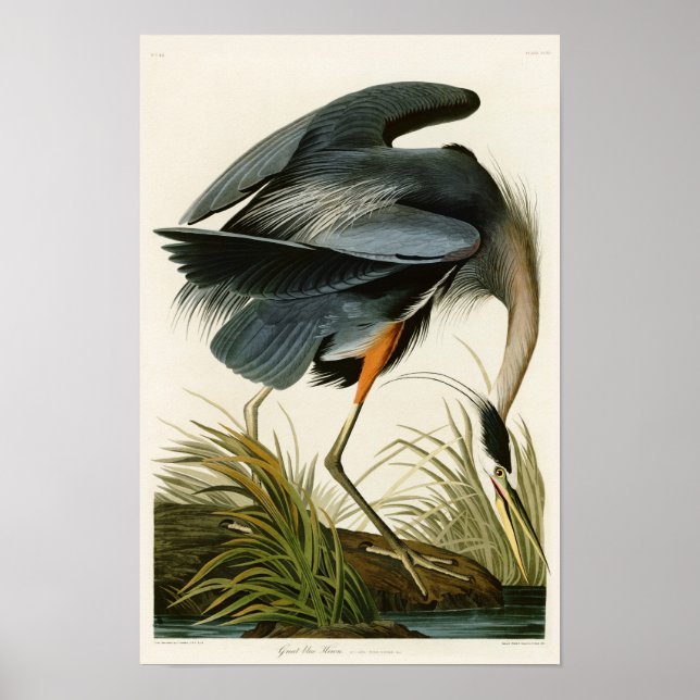 Póster As Aves da América do Herão Azul Excelente John Au (Frente)