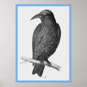 Póster As "Aves da Austrália" de John Gould