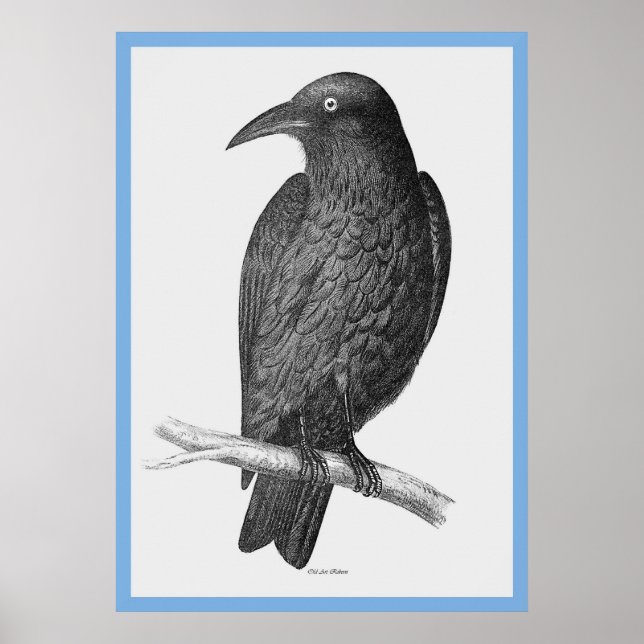 Póster As "Aves da Austrália" de John Gould (Frente)