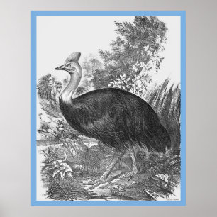 Poster As "Aves da Austrália" de John Gould ~ O Cassowary