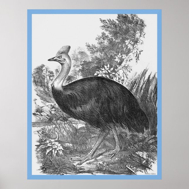 Poster As "Aves da Austrália" de John Gould ~ O Cassowary (Frente)