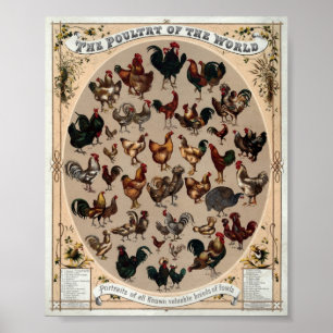 Poster As aves domésticas do vintage do mundo imprimem
