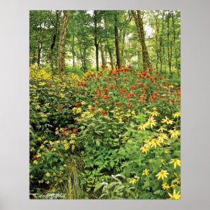 Póster As colinas estão vivas com Wildflowers