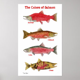 Poster As cores dos salmões