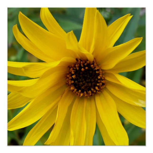 Póster as flores amarelas do outono (Frente)