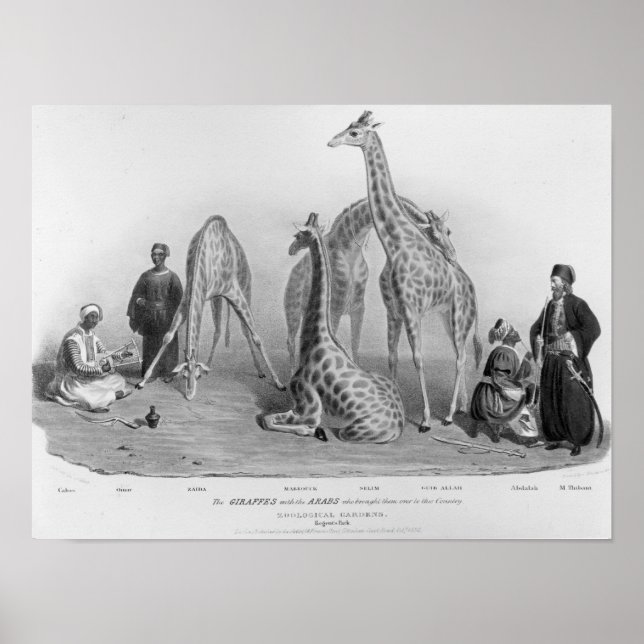 Póster As Girafas com os Árabes (Frente)
