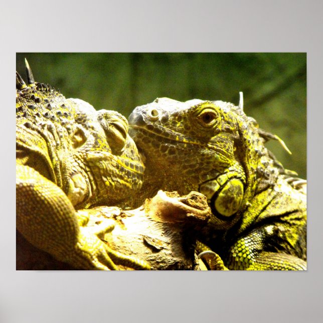 Poster As iguanas verdes se dirigem (Frente)