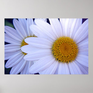 Poster As margaridas - 20x30