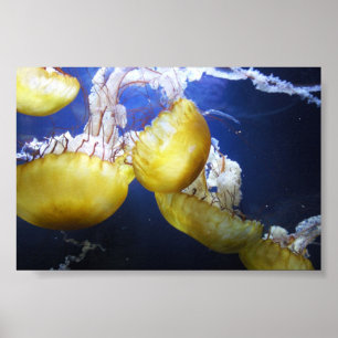 Póster As medusa apenas mantêm-se nadar