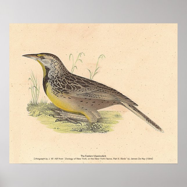 Poster As NY Aves (Sturnella magna) (Frente)