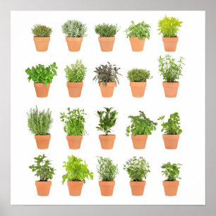 Póster As plantas ervais Potted personalizam com seu
