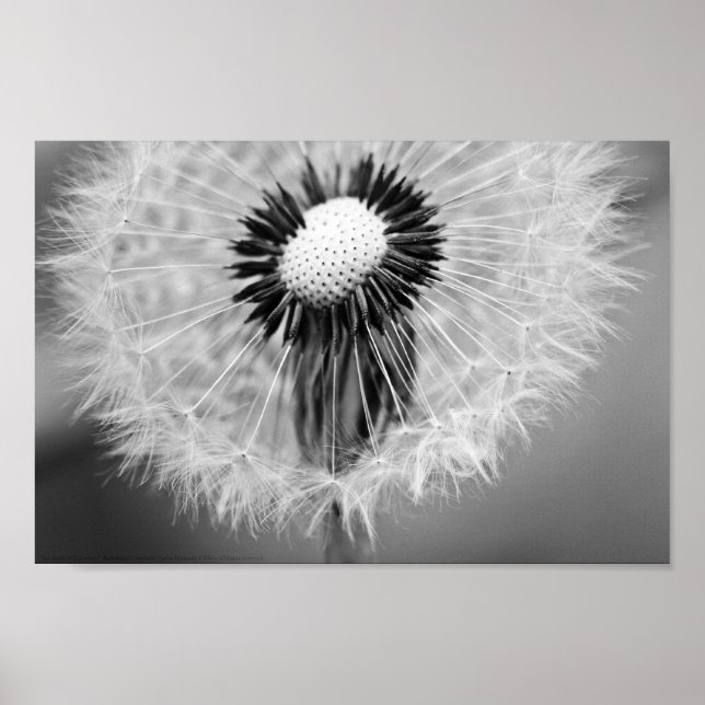 Póster As Sementes do Amanhã (Frente)