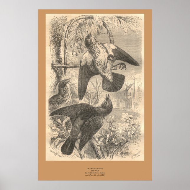 Poster As tarifas (Frente)