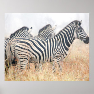 Póster As zebras no amanhecer espanam, o nacional 2 de