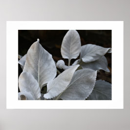 Poster Asa de Anjo Branca Prateada Planta Floral