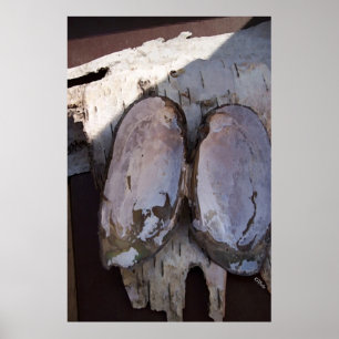 Póster Asas Clamshell