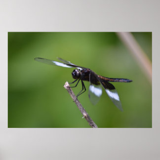 Poster Asas De Dragonfly Pintadas Por Spray