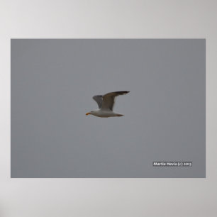 Póster Asas de Seagull