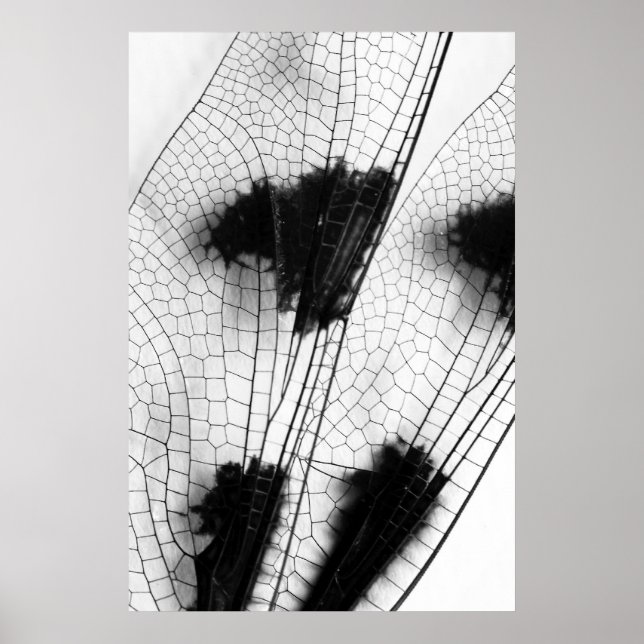 Póster Asas Dragonfly (Frente)
