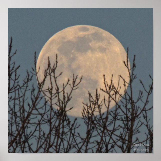 Poster Ascensão da lua acima das árvores (Frente)