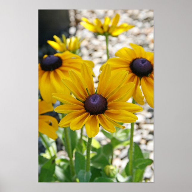 Poster "Ascensão Rudbeckia" (Frente)