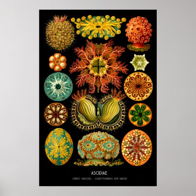Póster Ascidiae - Placa 85 - Kunstformen der Nature (Frente)