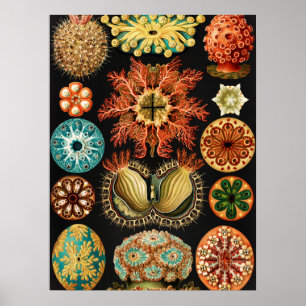 Poster Ascidiae, Seescheiden Marine Life, por Ernst Haeck